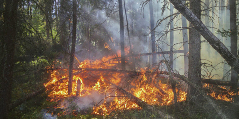 wildfire in woods with smoke