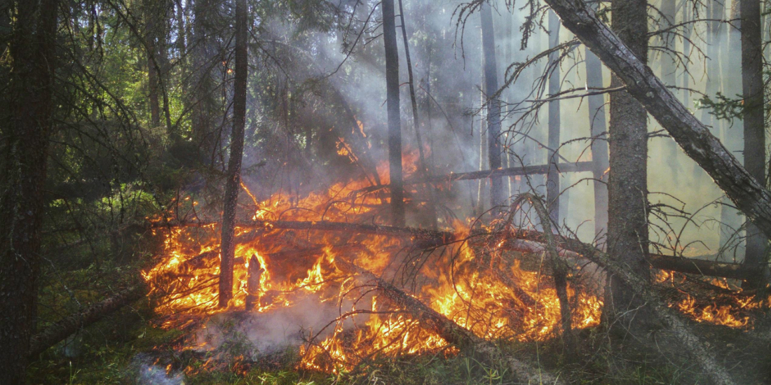 wildfire in woods with smoke