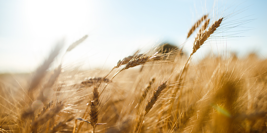 Wheat field blowing in a sunny field
