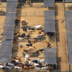 Cattle stockyard with meat cows. Feeding of livestock on farm feedlot in Florida rural area.