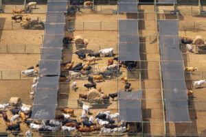 Managing Animal Loss: Emergency Carcass Operations Cattle stockyard with meat cows. Feeding of livestock on farm feedlot in Florida rural area.