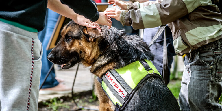 Children pat on the head rescue dog.