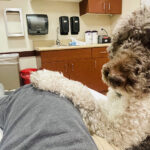 Service dog laying on hospital bed with handler
