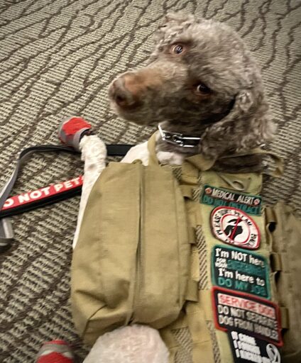 Service dog with vest