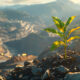 Resilient plant growing on rocky mountain surface demonstrating nature’s persistence amidst sustainable mining practices.
